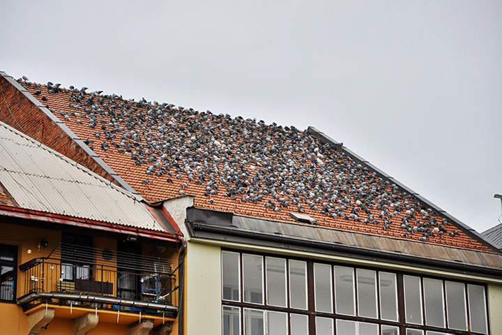 A2B Pest Control are able to install spikes to deter birds from roofs in Kingswood. 