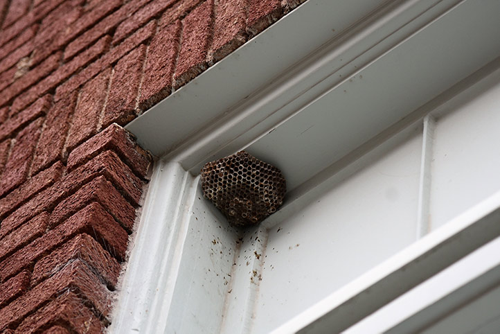 We provide a wasp nest removal service for domestic and commercial properties in Kingswood.